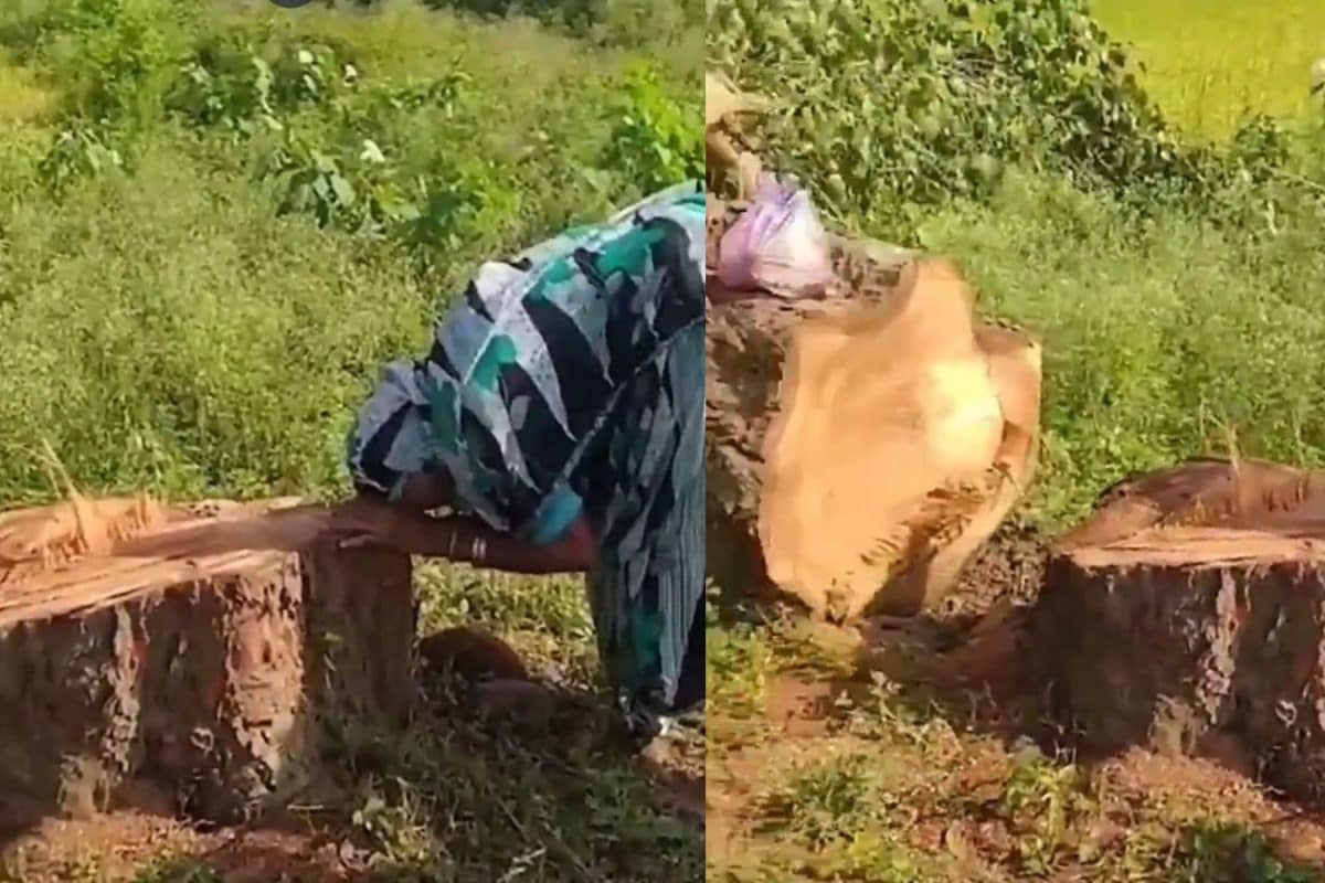 ‘Heart-Wrenching’: Kiren Rijiju Shares Video Of Woman Crying Over Felling Of 20-Year-Old Peepal Tree