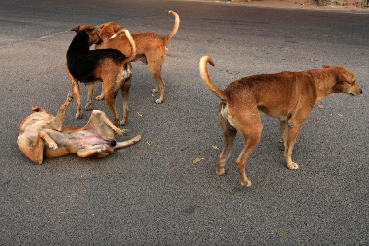 7-Year-Old Girl Mauled By Stray Dogs In Telangana; Locals Demand Urgent Action