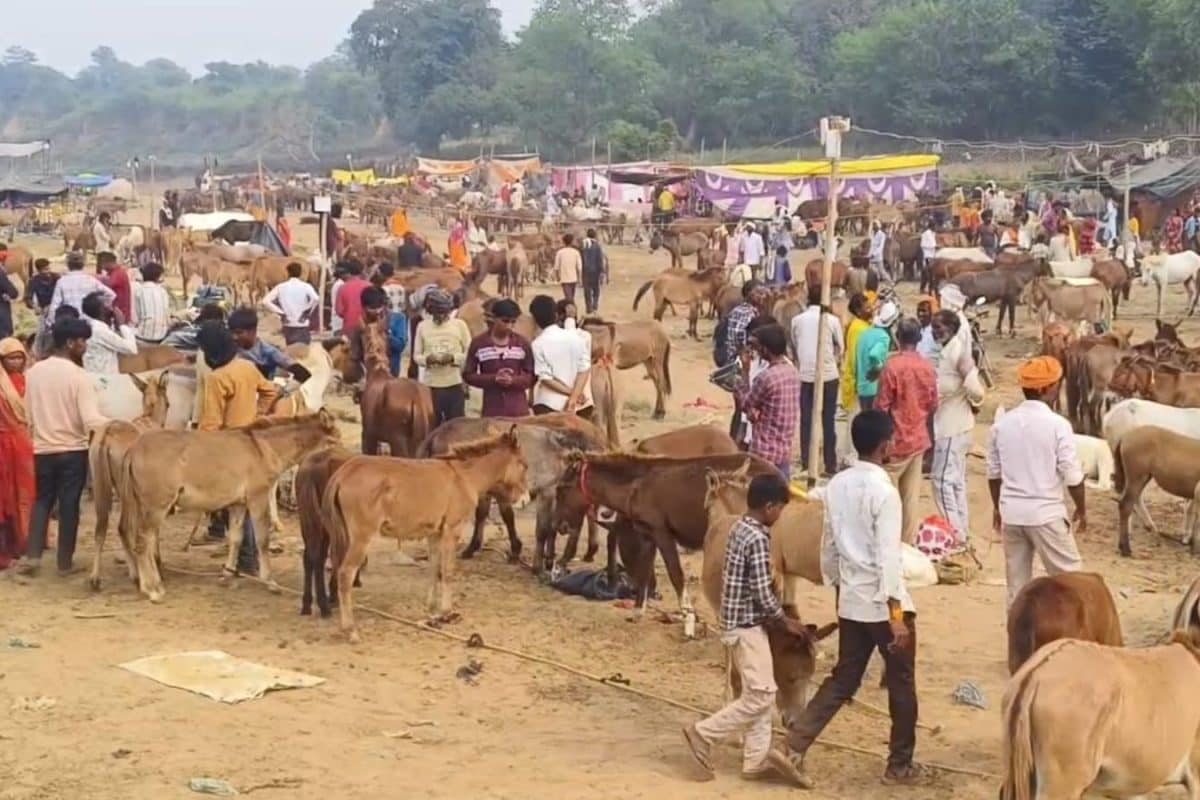 ‘Salman’ For Rs 1.85 Lakh, ‘Shah Rukh’ For Rs 1.25 Lakh: Meet ‘Celebrities’ Of This Aurangzeb-Era Fair