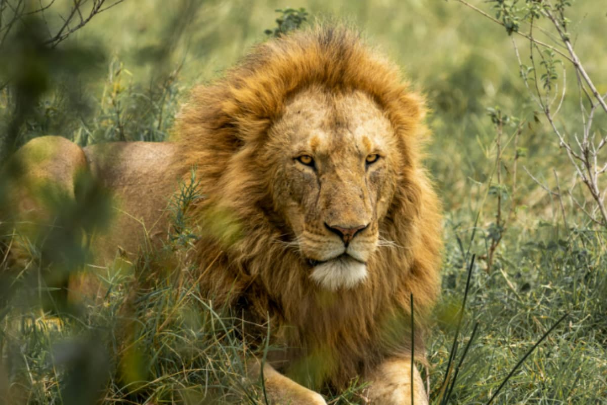 Lion Goes Missing From Tamil Nadu’s Vandalur Zoo, Search Op Underway