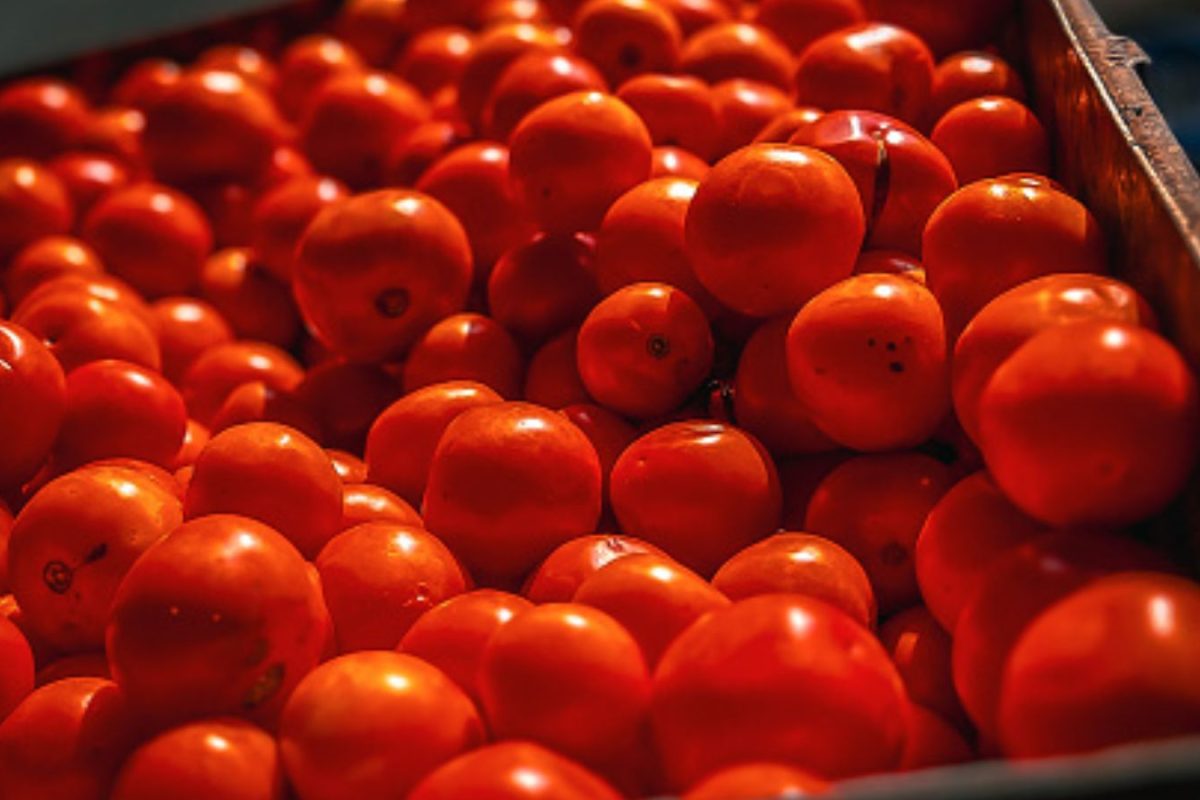 Once Feared As Poison, Now Feeding Millions, The Remarkable Rise Of Andhra’s Tomato Empire