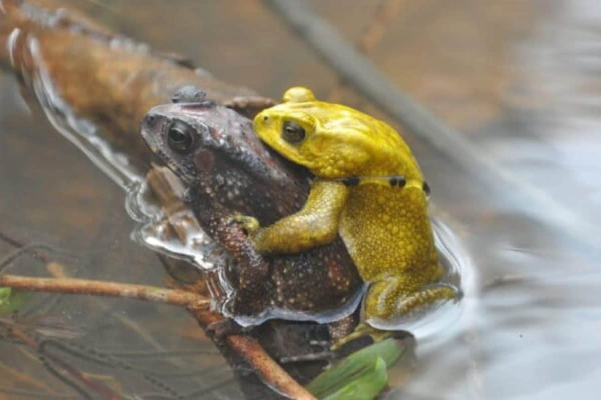 Before The Clouds Gather, Forest Glows: The Neon Secret Of Monsoon Toads