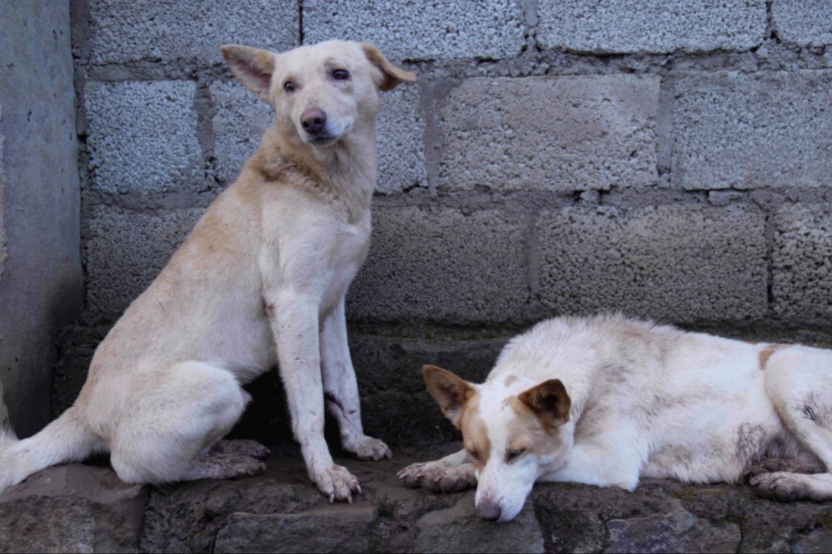 Supreme Court Orders Removal Of Stray Dogs From Bus Stands, Railway Stations