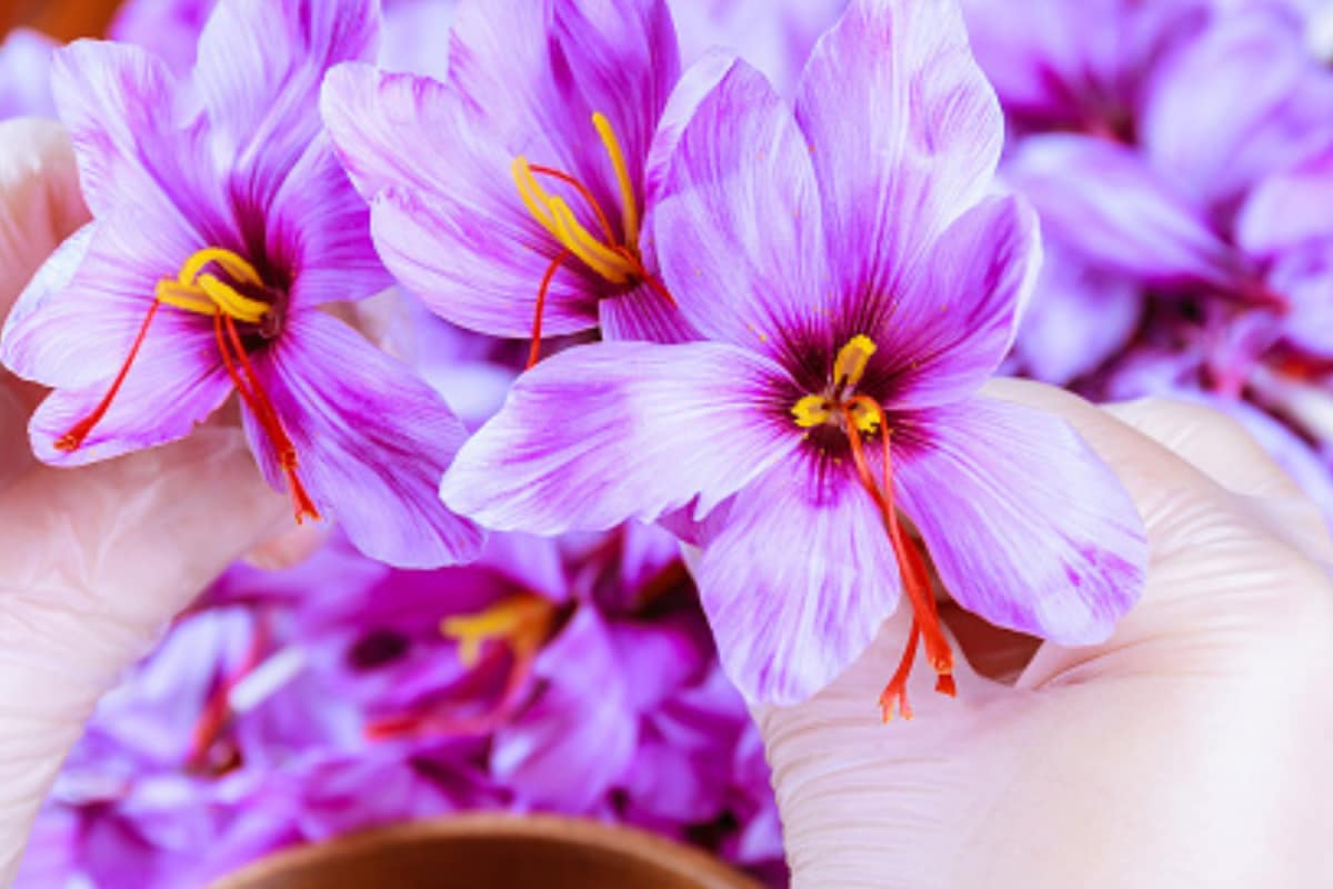 Saffron In Telangana? Soil-Free Tech Makes Kashmir’s Costliest Crop Bloom