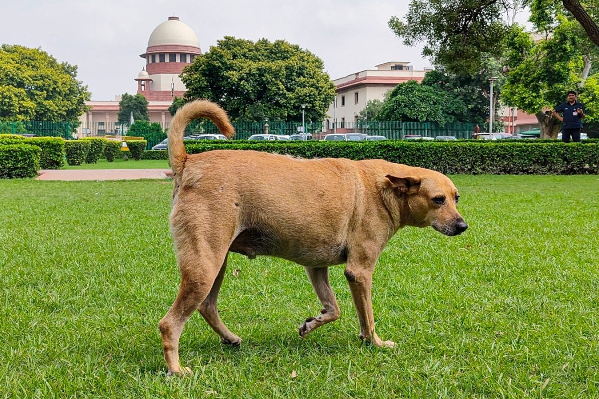 SC Pulls Up States Over Delay In Filing Reports On Stray Dog Menace, Seeks Victims’ Input