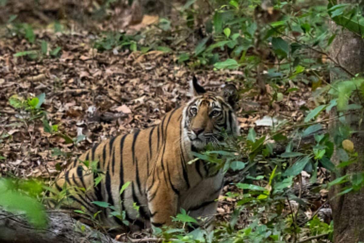 ‘Earn Your Stripes’: Telangana Invites Citizens To Count Tigers