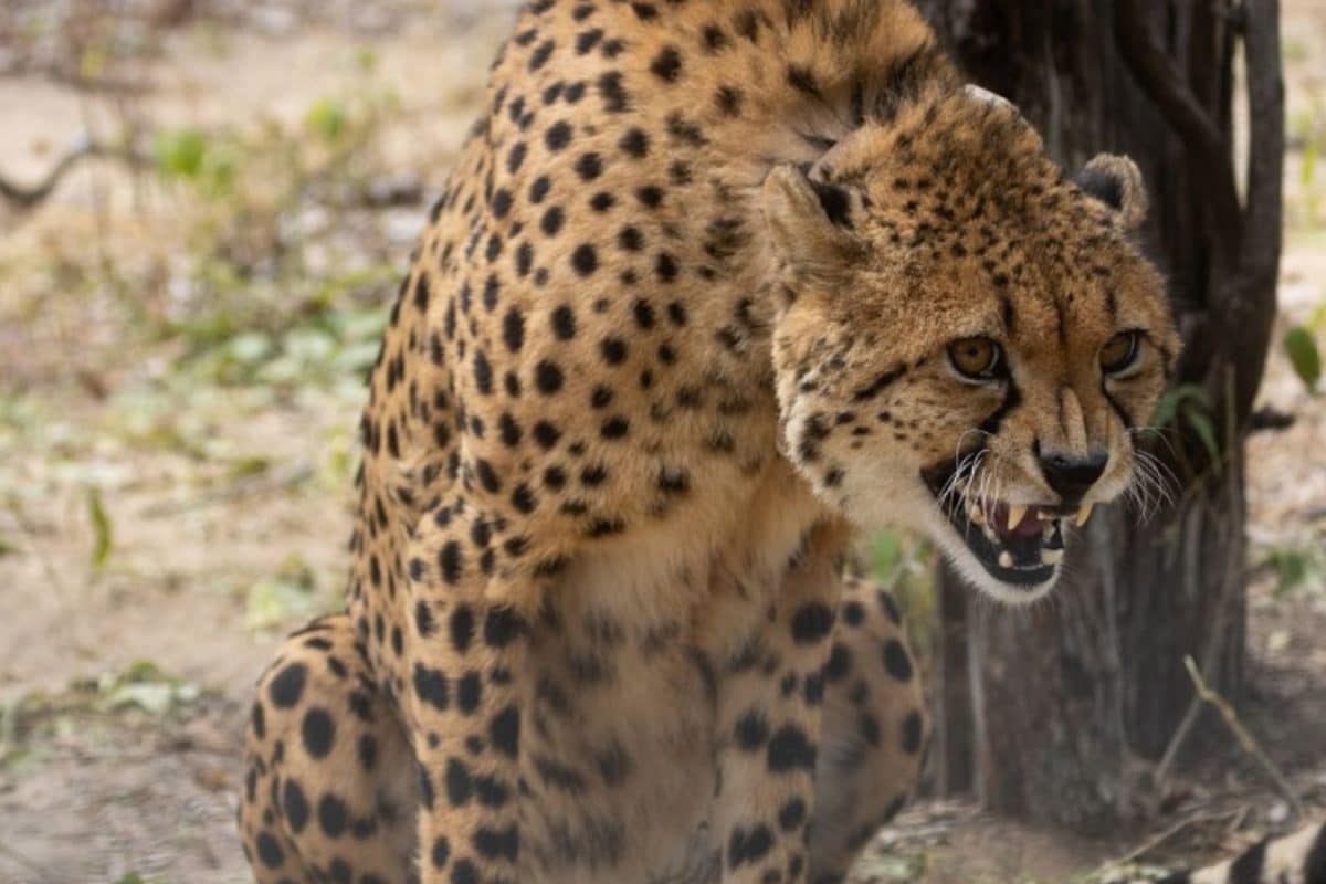 Another Batch Of 8 Cheetahs From Botswana To Arrive In India Soon