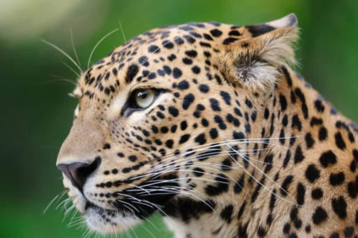 13-Year-Old Boy Killed In Leopard Attack In Maharashtra’s Pune