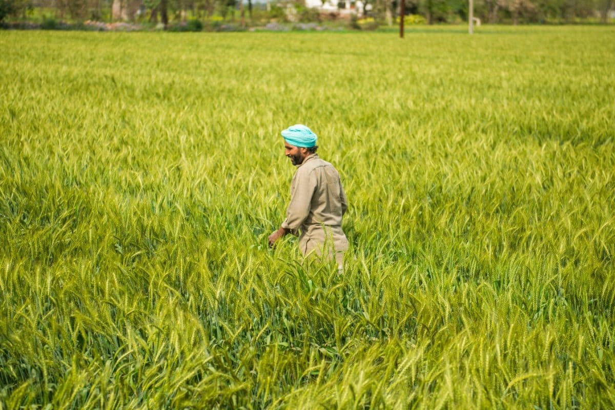 ‘Opens Space For Premium Products’: Trump Tariff Exemption Boosts Indian Farm Exports