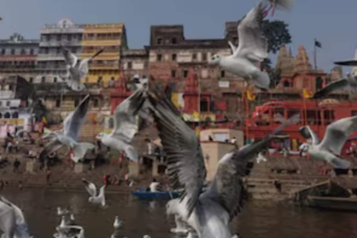 Varanasi Ghats Come Alive As Siberian Cranes Make The City A Bird Lovers’ Paradise