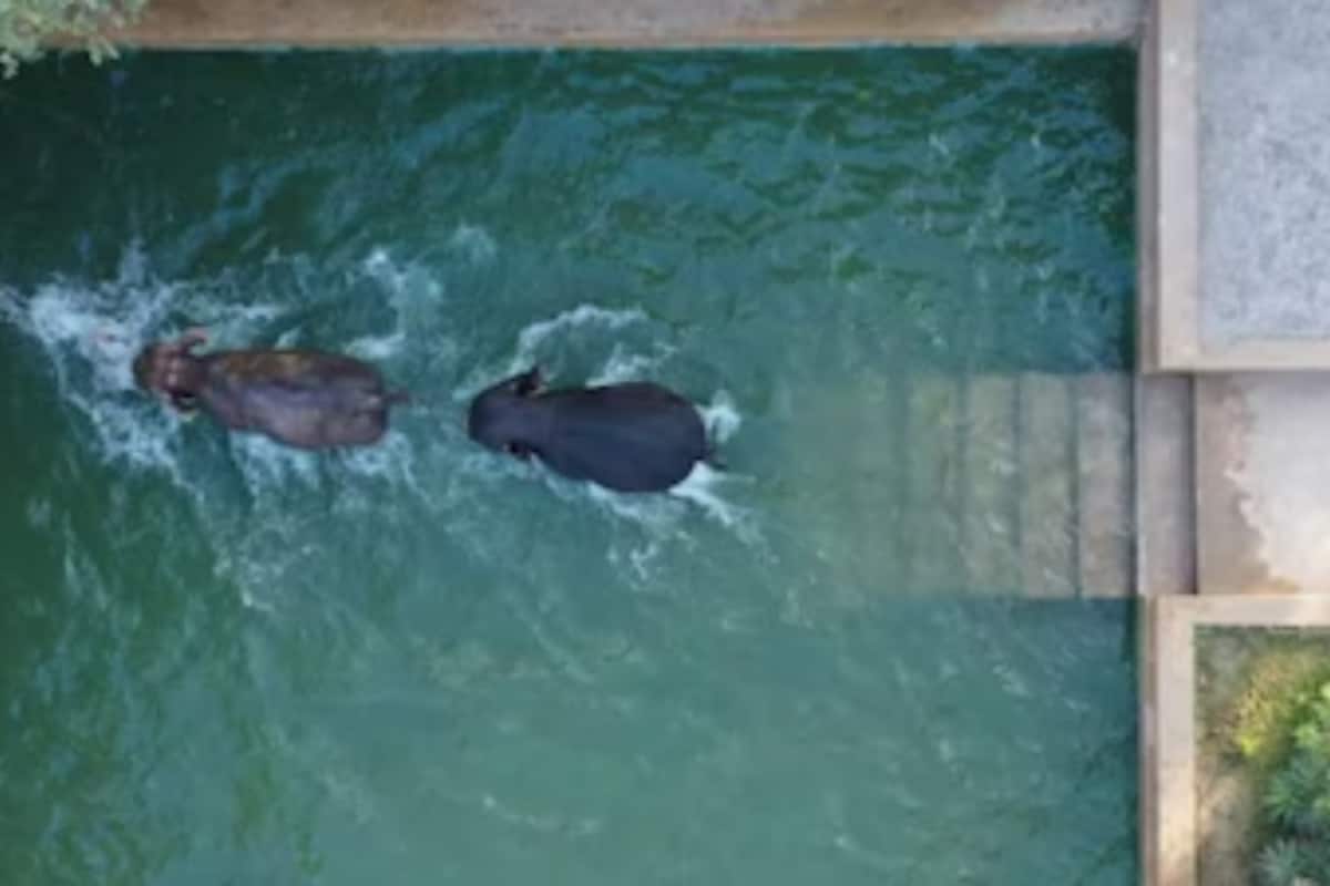 Beyond The Chaos: How ‘Vantara-Sanctuary Stories’ Is Winning Hearts On JioHotstar