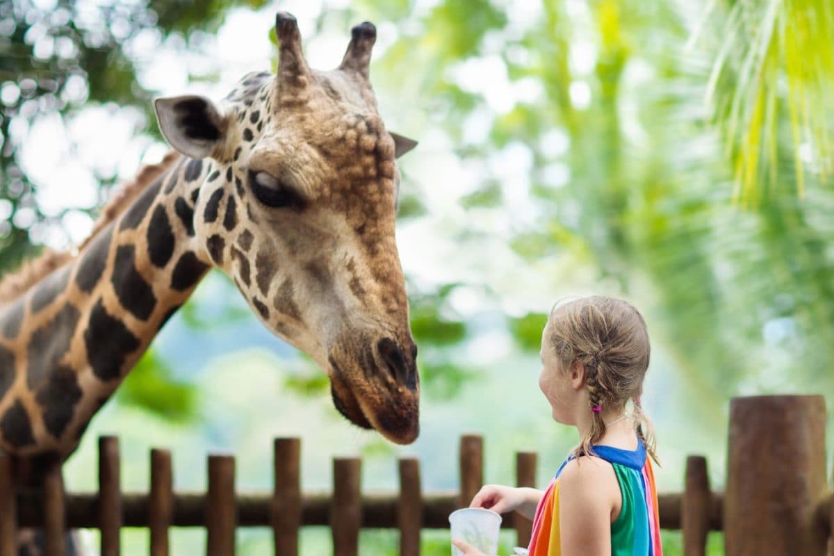 Elephant, Tiger Or Giraffe: How Much It Costs To Adopt An Animal At Mysuru Zoo