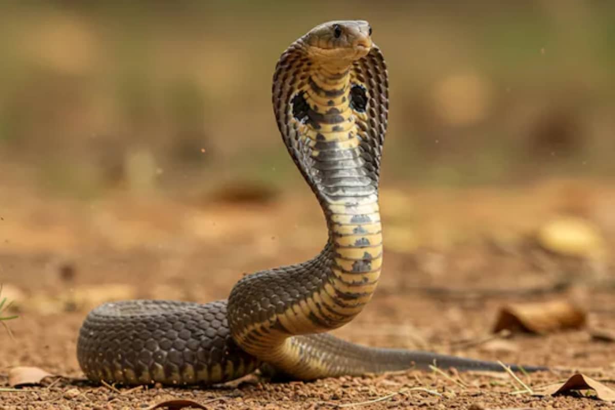 Teachers Trapped On ‘Animal Planet’: Educators Asked To Keep Out Stray Dogs, Even Venomous Wildlife