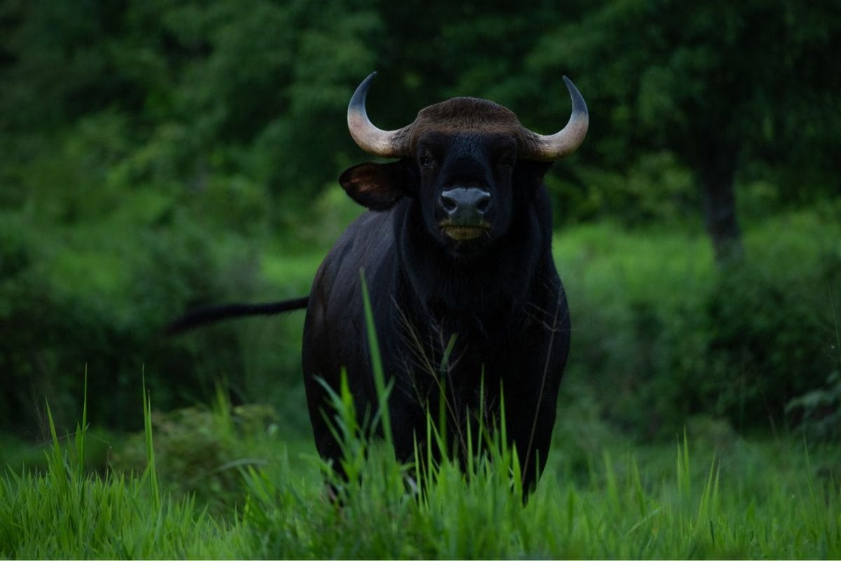 1 Gaur, 3 Days, 25 Officials — And Then It Quietly Walked Out Of Bengaluru