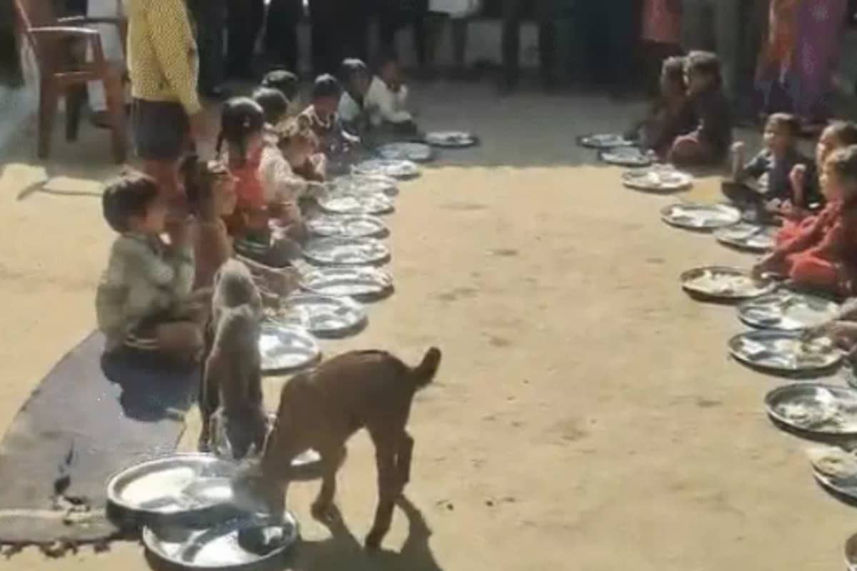Goats Seen Eating Mid-Day Meal Alongside Children In Madhya Pradesh School, Probe Ordered