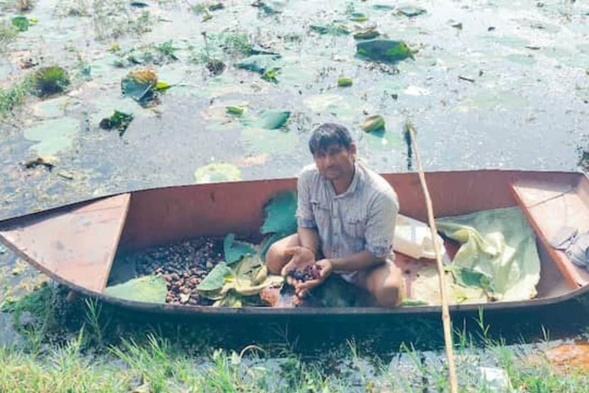 Why Farmers Cover Their Bodies In Burnt Motor Oil Before Harvesting This Winter Crop