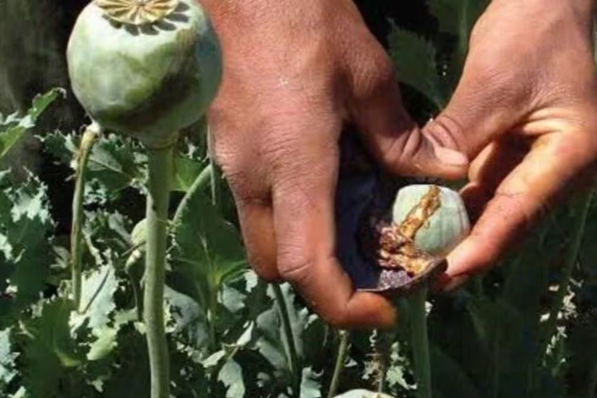 Crackdown On Opium: What Jabalpur Court Ruling Changed And How The Trade Really Works Crackdown On Opium: What Jabalpur Court Ruling Changed And How The Trade Really Works