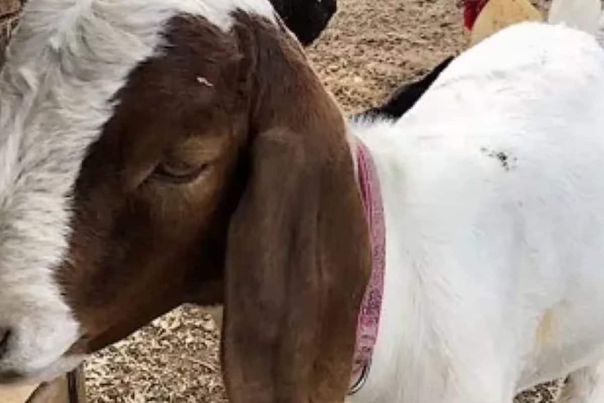 Rabies Scare Takes Over Chhatisgarh Village After Goat Bitten By Rabid Dog Served At Feast Rabies Scare Takes Over Chhatisgarh Village After Goat Bitten By Rabid Dog Served At Feast