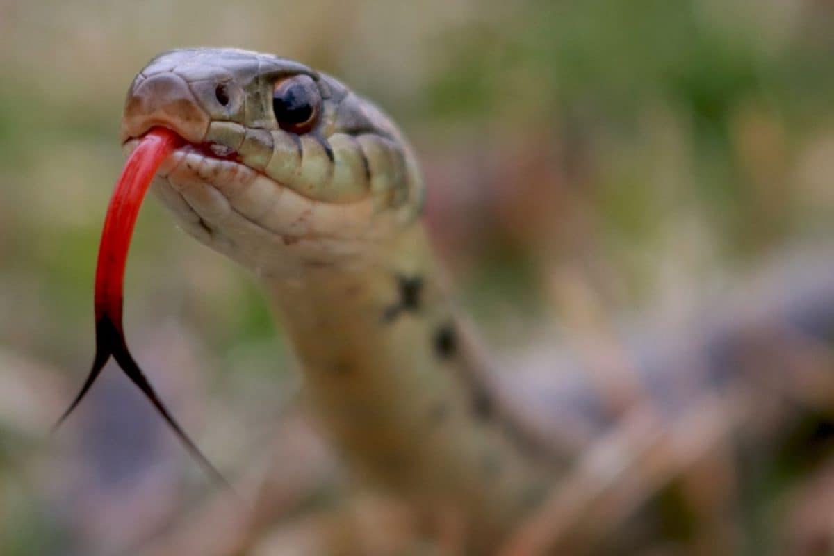 Sons Kill Father To Claim Rs 3 Crore Insurance Money By Orchestrating Snake Bite In Tamil Nadu Sons Kill Father To Claim Rs 3 Crore Insurance Money By Orchestrating Snake Bite In Tamil Nadu
