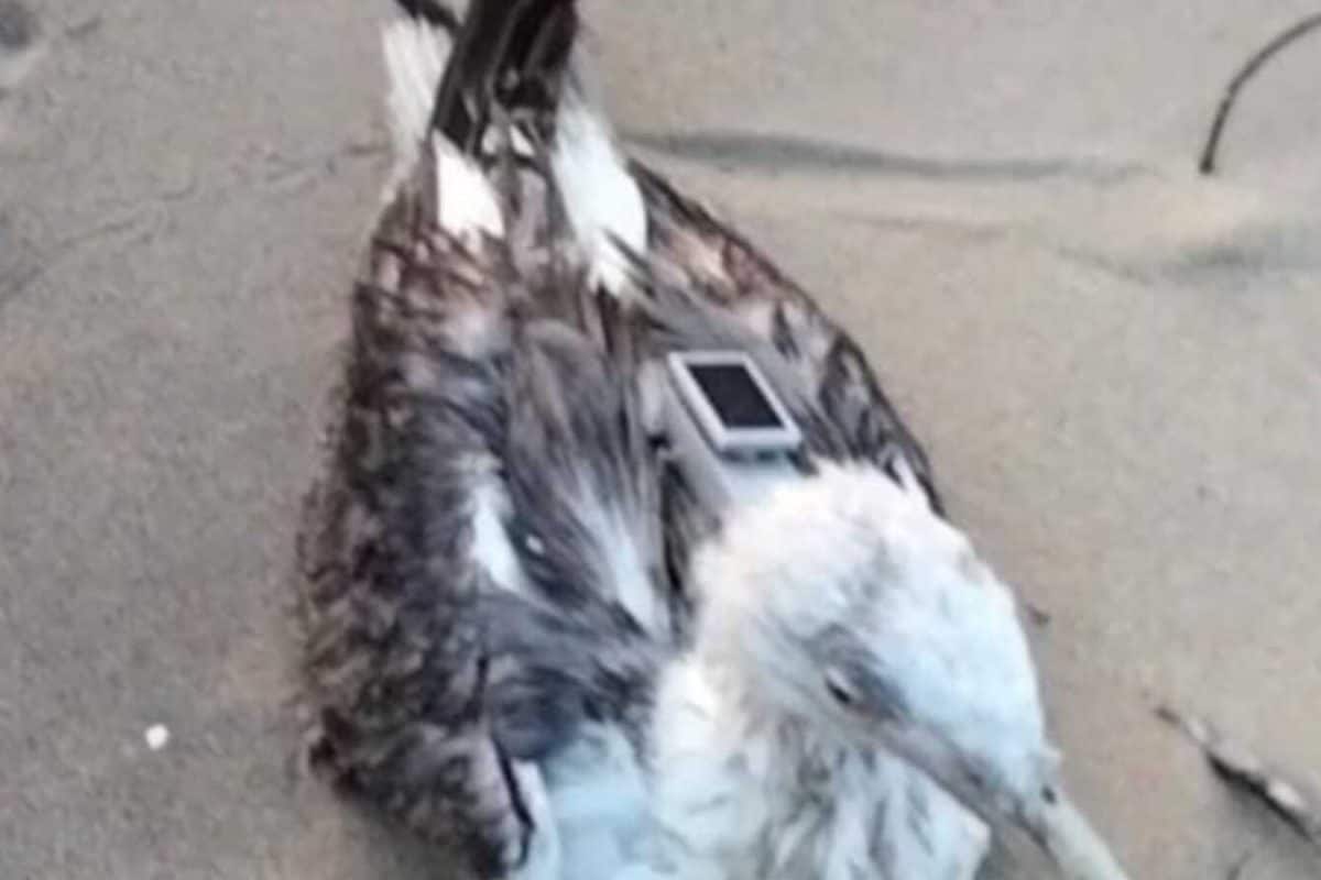 Chinese GPS Tracker Found On Migratory Seagull In Karwar Near Naval Base; Authorities Launch Probe