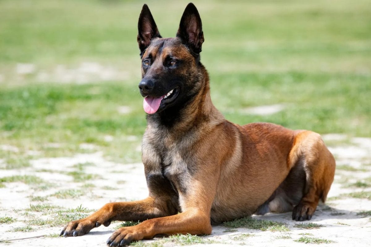 Nine Belgian Malinois Pups from Karnataka Village Head To Guard The Nation Nine Belgian Malinois Pups from Karnataka Village Head To Guard The Nation