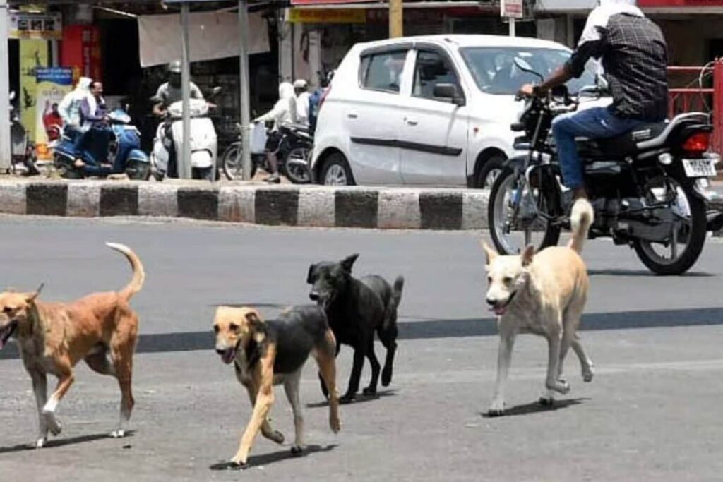 200 Stray Dogs Killed In Telangana Village, Activists Say 1,100 Canines Slain Since December 2025