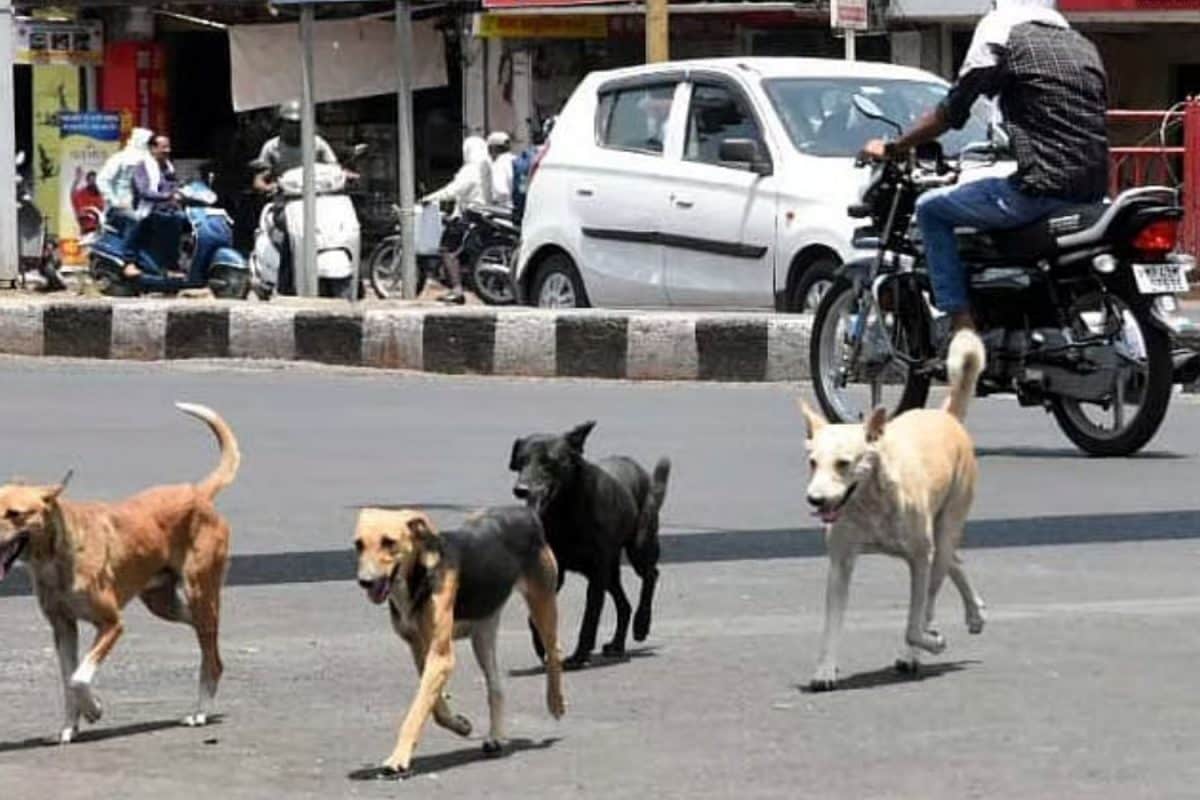 ‘Cat-And-Mouse Game’ During Dog Debate? SC’s Lighter Moment In Stray Animal Case