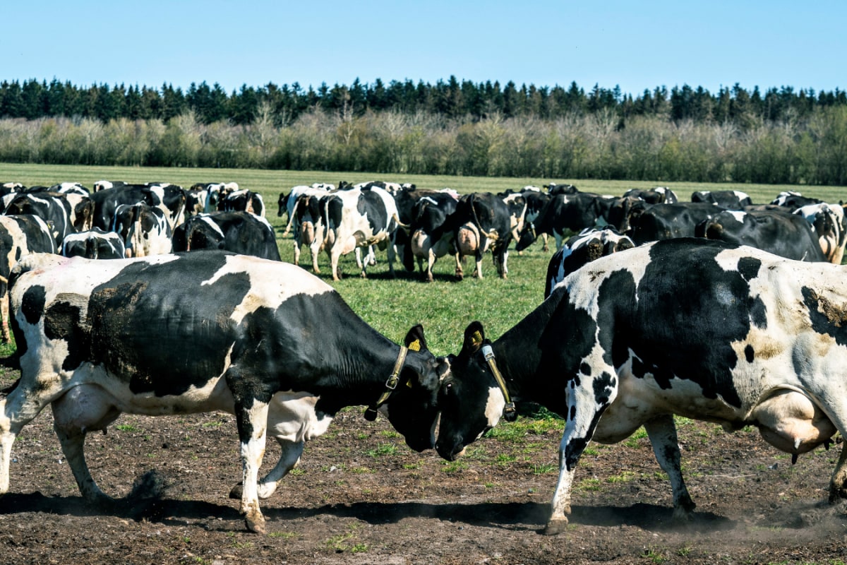 Bullish On Cow Science, MP Govt Spent Rs 3.5 Cr On Research: Now Probe Flags ‘Inflated Costs’