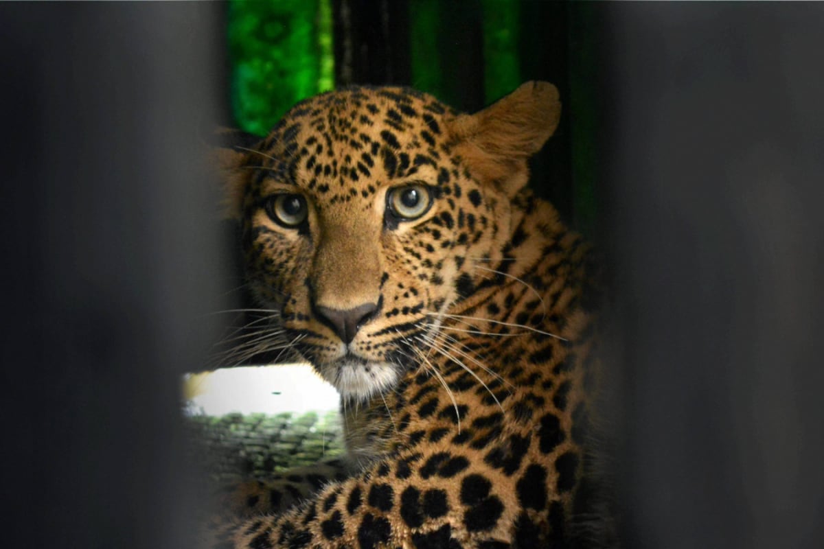 Andhra Pradesh: Why Leopards Are Entering Temple Zones, Srisailam Sightings Raise Red Flags Andhra Pradesh: Why Leopards Are Entering Temple Zones, Srisailam Sightings Raise Red Flags