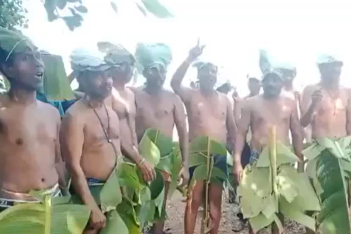 Wrapped In Banana Leaves, Teak Crowns On Heads: How MP Farmers Are Protesting For Land Rights