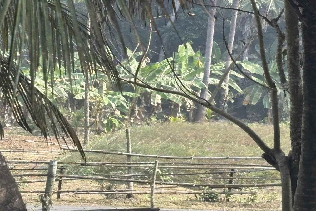 Bamboo Barriers, Real Risks: What News18 Found At Unfenced Bengal-Bangladesh Border