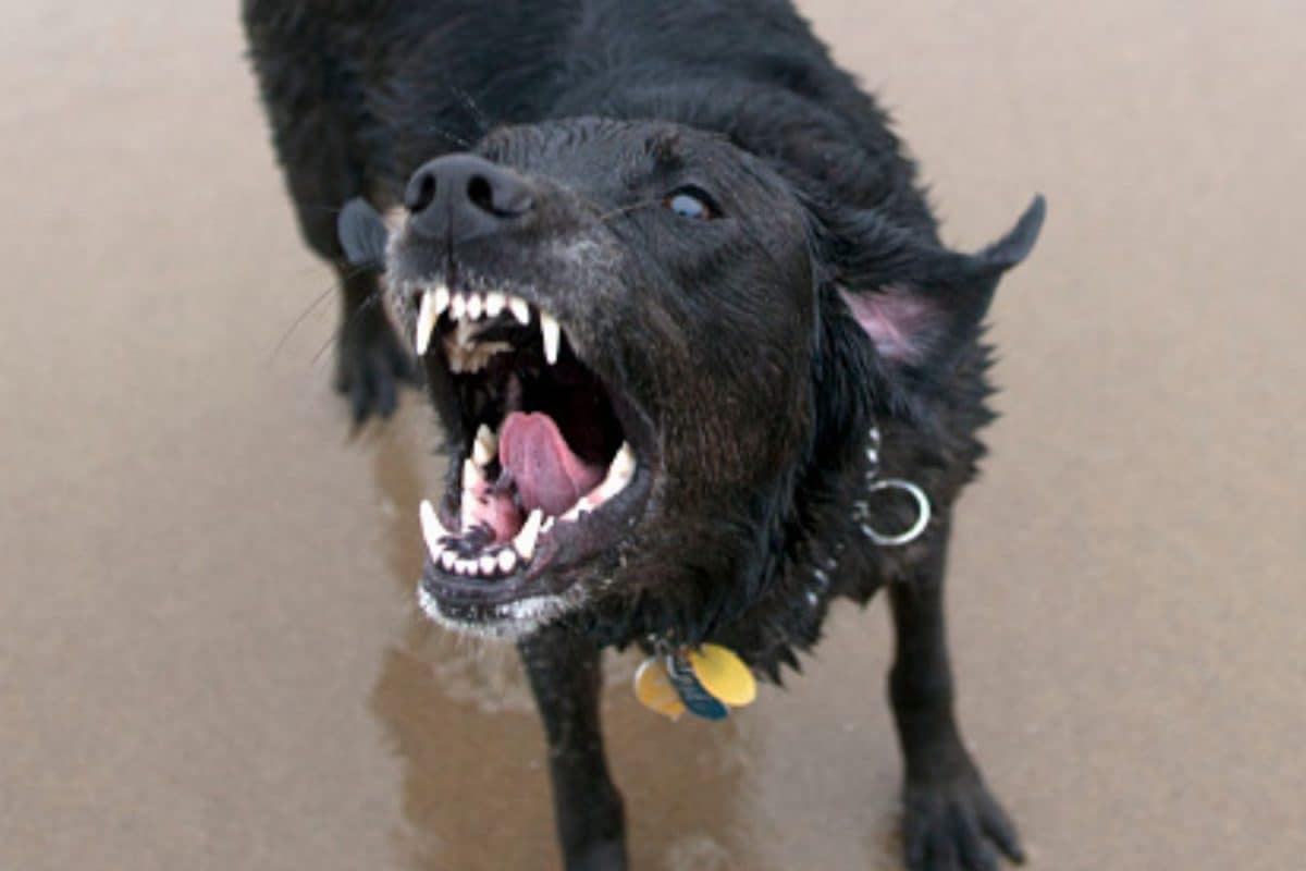 12-Year-Old Thane Boy Dies Weeks After Dog Bite, Hospital Says He Received Anti-Rabies Shots