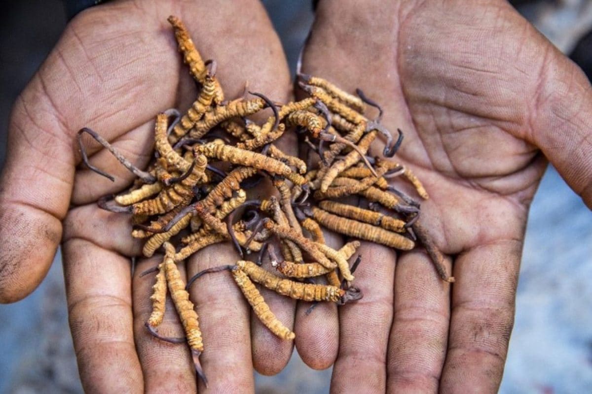 At Rs 15 Lakh Per Kg, This Rare Fungus Outprices Silver By Miles