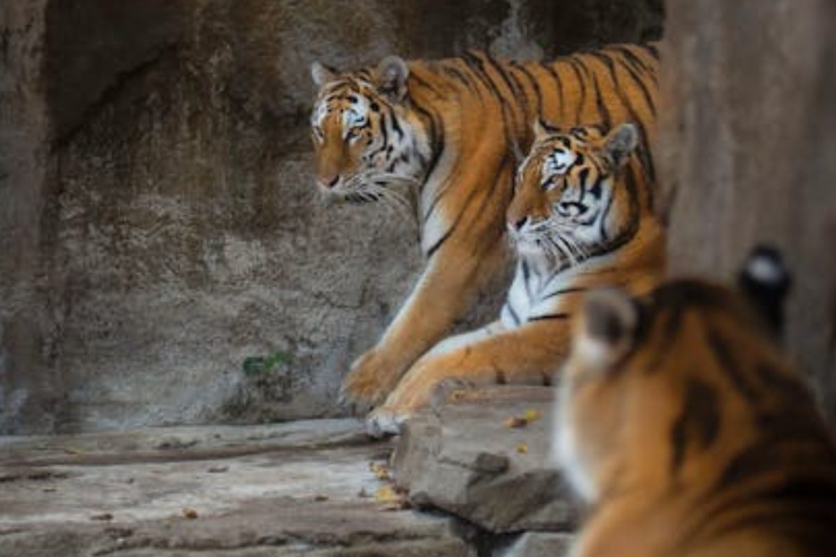 11 Tiger Deaths In 2026 Put Madhya Pradesh’s ‘Tiger State’ Claim Under Lens