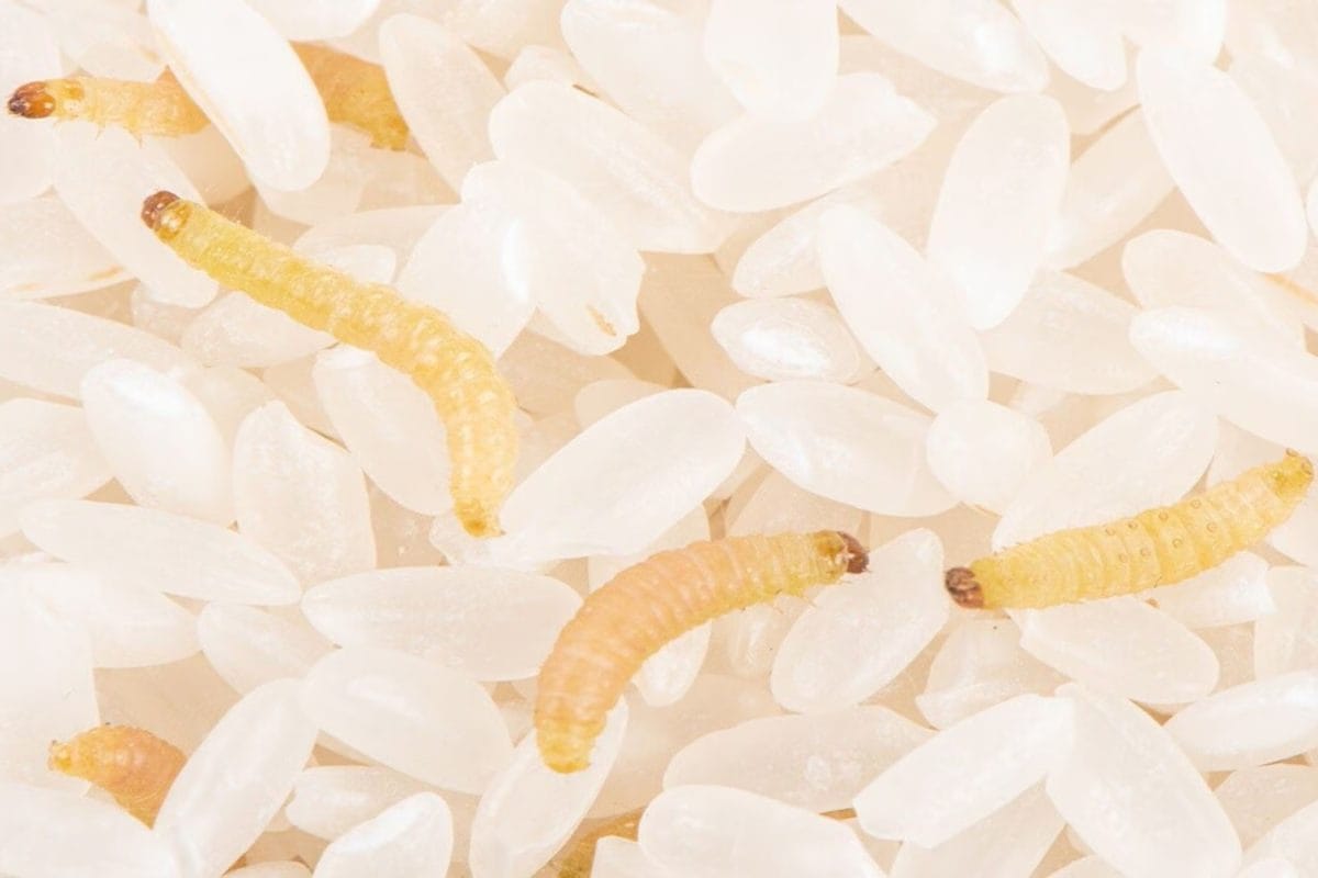 Students Fall Ill After Worm-Infested Rice Served At Vijayapura Residential School In Karnataka