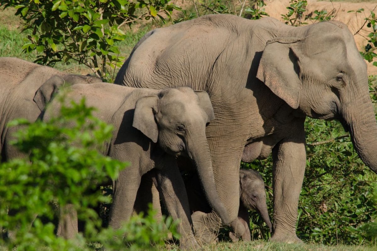 Fed Up With Elephant Menace, Karnataka MLA Turns To Ganesha Temple For Help