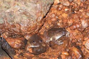 A ‘Tock’ Near Karnataka’s Kali River Led Experts To A Frog No One Knew About