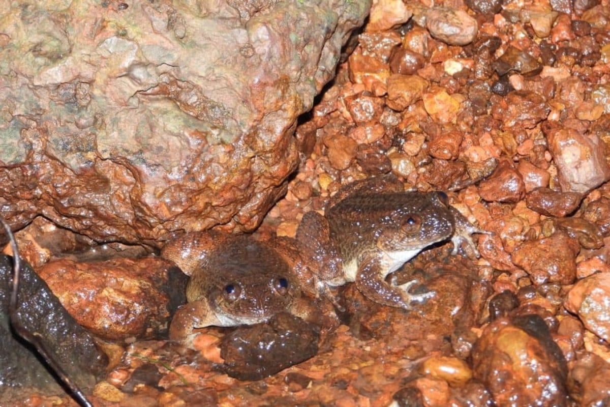 A ‘Tock’ Near Karnataka’s Kali River Led Experts To A Frog No One Knew About