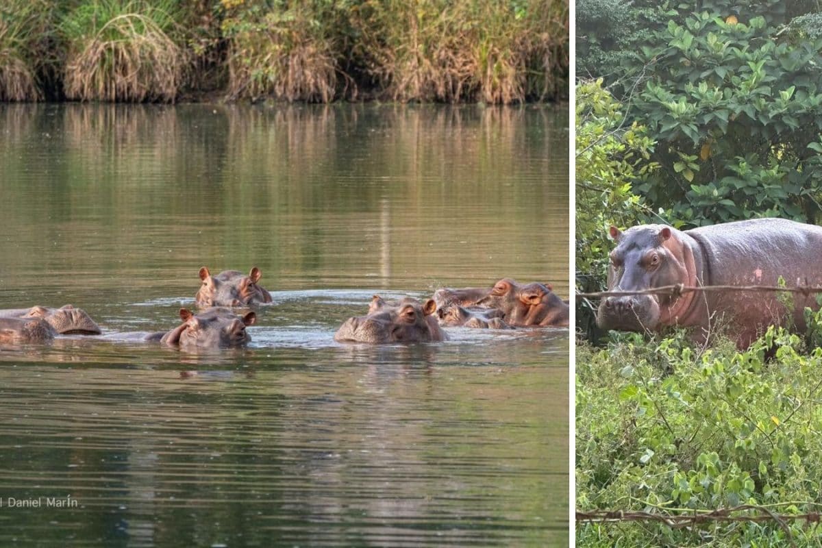 Anant Ambani Urges Colombia To Save 80 Hippos From Death, Offers Lifelong Home At Vantara