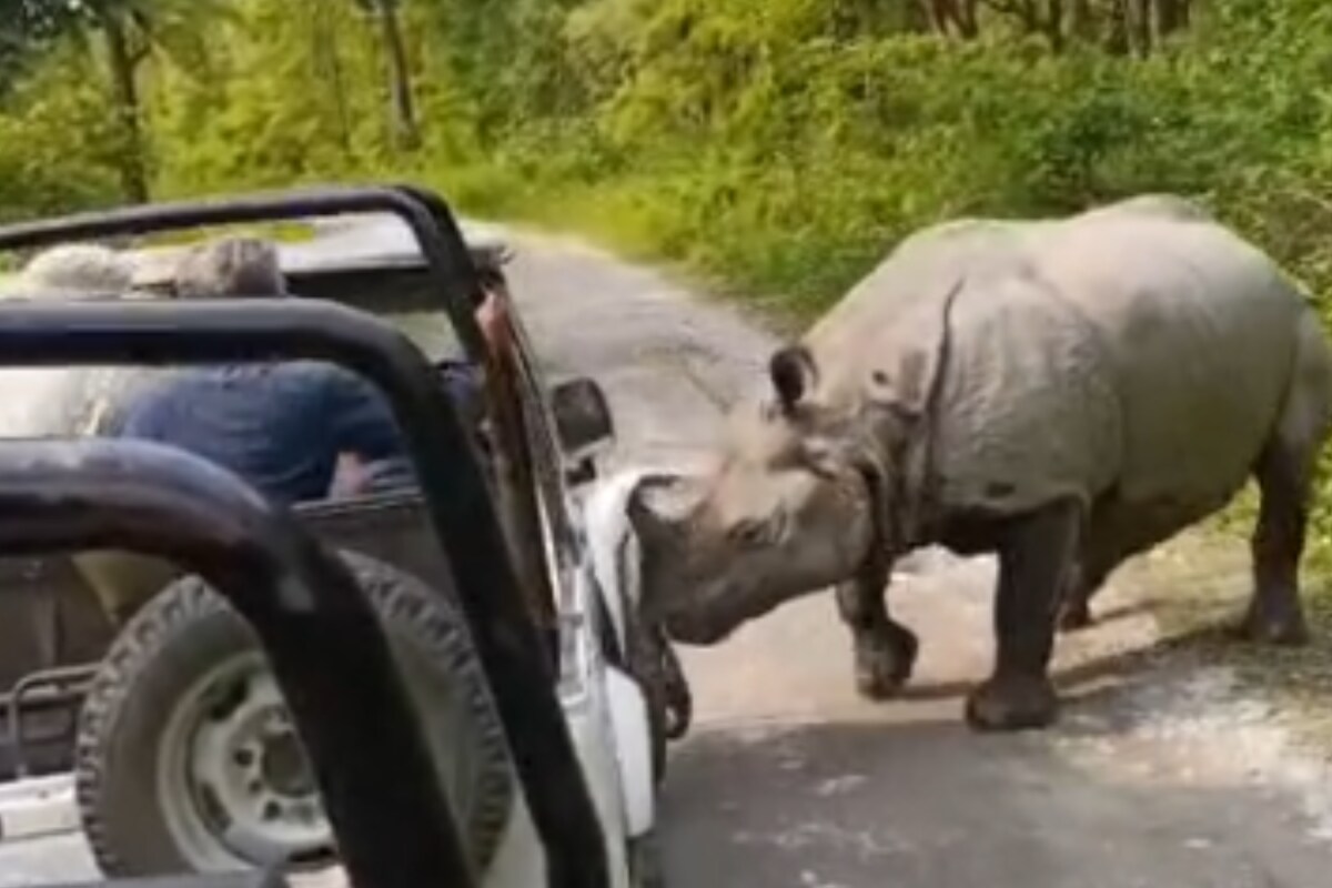 Caught On Camera: Close Shave For Tourists As Rhino Attempts To Lift Safari Jeep With Horn