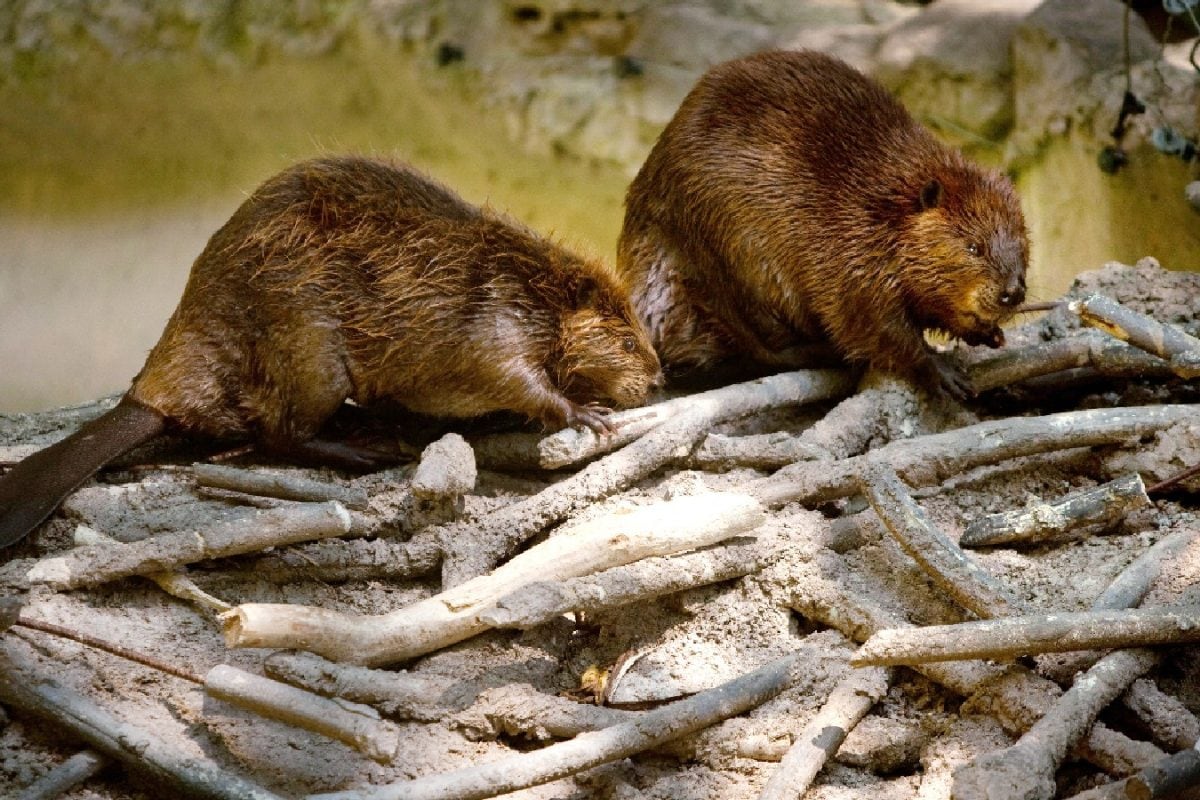 From Ant Supercolonies To Beaver Cities, Science Is Reopening The Debate On Animal Civilizations